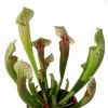 Przykladowe sprzedawane okazy/ exemplary plants for sell 